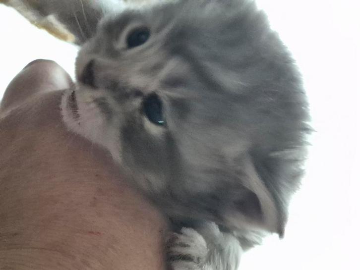 Maine coon kittens, Dieren en Toebehoren, Katten en Kittens | Raskatten | Langhaar, Poes, Ontwormd