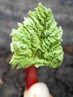 Rabarber Knol - Verse Start!, Tuin en Terras, Bloembollen en Zaden, Ophalen of Verzenden