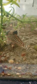 Corydoras Lamberti, Dieren en Toebehoren, Vissen | Aquariumvissen, Vis, Zoetwatervis