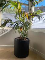 Grote palm plant, Huis en Inrichting, Kamerplanten, Ophalen, Overige soorten, Minder dan 100 cm