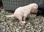 Lieve labradoodle puppy’s. Reutjes, Dieren en Toebehoren, Honden | Retrievers, Spaniëls en Waterhonden, Rabiës (hondsdolheid)