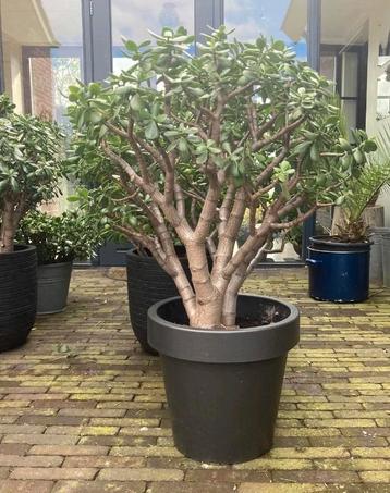 4x Prachtige crassula (geldboompje) 1 mtr hoog incl pot