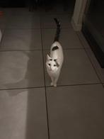 Kat, Dieren en Toebehoren, Katten en Kittens | Overige Katten, Poes, Kortharig, 6 jaar of ouder