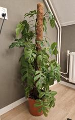 Philodendron/monstera minima, Huis en Inrichting, Kamerplanten, Ophalen, Overige soorten, Halfschaduw, Minder dan 100 cm