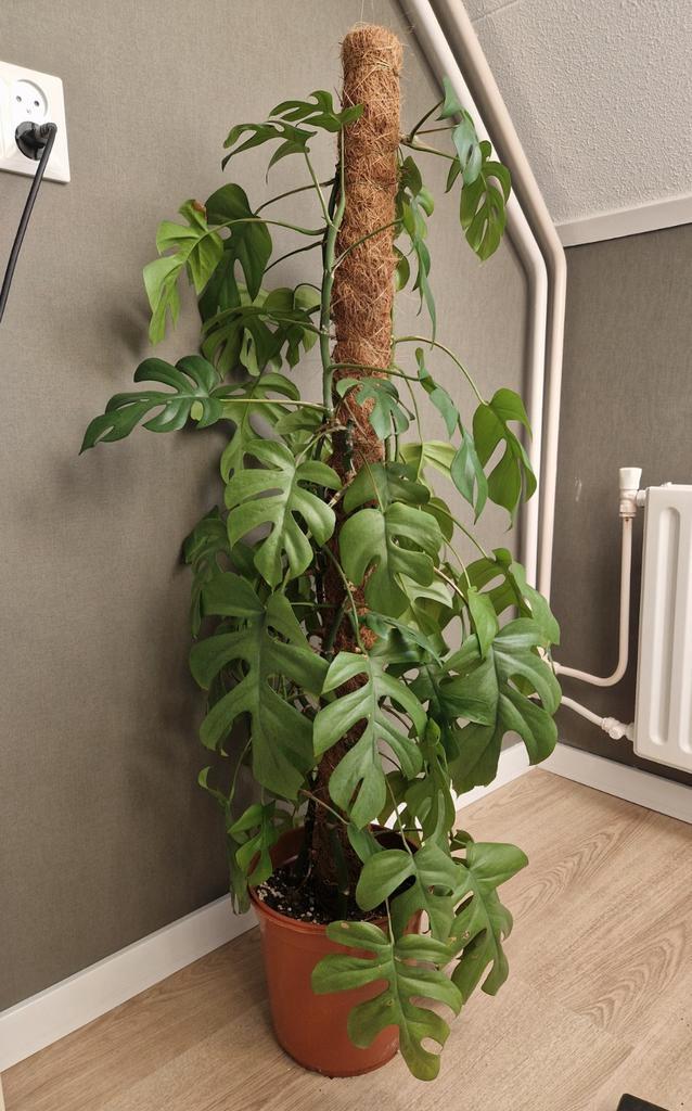 Philodendron/monstera minima, Huis en Inrichting, Kamerplanten, Overige soorten, Minder dan 100 cm, Groene kamerplant, Halfschaduw
