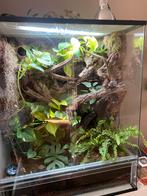 Bioactief terrarium inclussief koppel wimpergekkos, Dieren en Toebehoren, Ophalen, Zo goed als nieuw, Terrarium of Paludarium