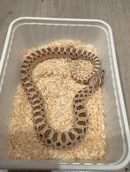 Heterodon Nasicus/ Haakneus slang, Dieren en Toebehoren, Reptielen en Amfibieën, Slang