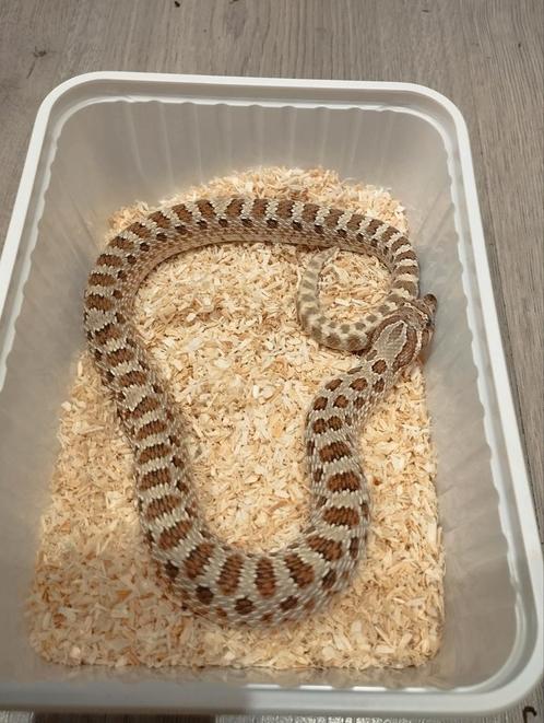 Heterodon Nasicus/ Haakneus slang, Dieren en Toebehoren, Reptielen en Amfibieën, Slang