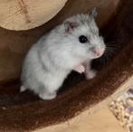 Hamster te koop, Dieren en Toebehoren, Hamster, Mannelijk, Juli, Tam