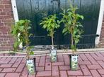Mooie mini kiwi boompjes, Ophalen of Verzenden, Minder dan 100 cm, Overige soorten, Zomer