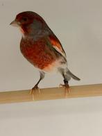 Te koop mannen harlekijn kanaries, Mannelijk, Kleurkanarie