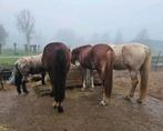 Plekje op paddock Paradise voor Shetlander/Pony in Ter Aar, Dieren en Toebehoren, Stalling en Weidegang, Stalling, 1 paard of pony