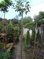 Photinia fraseri Red Robin op stam 180 cm in pot, Tuin en Terras, Planten | Bomen, Lente, 100 tot 250 cm, Ophalen, Volle zon