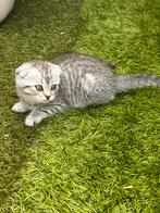 Scottish Fold kittens te koop, Dieren en Toebehoren, Katten en Kittens | Overige Katten, Meerdere dieren, Kortharig, 0 tot 2 jaar