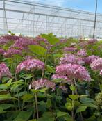 Hydrangea pink Annabelle hortensia’s, Tuin en Terras, Ophalen of Verzenden, Zomer, Overige soorten, Halfschaduw