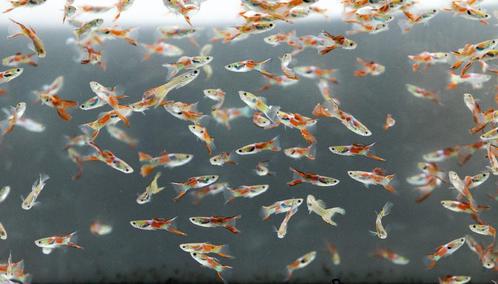 Entler guppen eigen kweek, Dieren en Toebehoren, Vissen | Aquariumvissen, Zoetwatervis, Vis