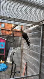 0-1 wildkleur valkparkiet 2025, Dieren en Toebehoren, Vogels | Parkieten en Papegaaien, Vrouwelijk, Parkiet, Geringd