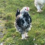 Gratis: Mooi Faverolle haantje zoekt goed huis!, Dieren en Toebehoren, Pluimvee, Mannelijk, Kip