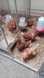 Leghennen Isa Brown, 6 stuks, Vrouwelijk, Kip
