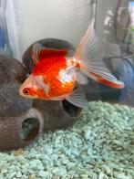 Vis met kom en benodigheden, Dieren en Toebehoren, Vissen | Aquariumvissen, Vis