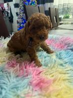 Toy poedel pupps reu ️, Reu, CDV (hondenziekte), 8 tot 15 weken, Podenco