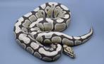 Python Regius - Spotnose Desert Ghost man, Dieren en Toebehoren, Slang, Tam, 3 tot 6 jaar