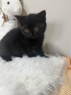 Onze schattige BKH kittens zoeken een lief en warm thuis., Dieren en Toebehoren, Katten en Kittens | Raskatten | Korthaar, Meerdere dieren