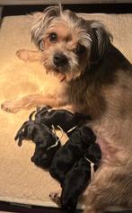 Boomer X toypoedel puppy’s, Dieren en Toebehoren, Reu, Meerdere, Klein, Nederland