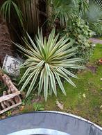 Yucca Gloriosa Variegata - Prachtige Palmlelie, Volle zon, Vaste plant, Zomer, Ophalen