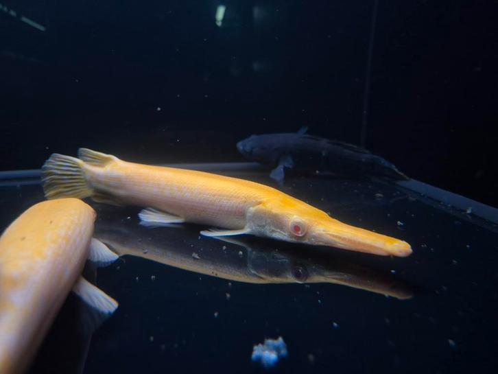 Albino Aligator gar, Dieren en Toebehoren, Vissen | Aquariumvissen, Zoetwatervis, Vis