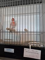 Kleur kanarie's, Dieren en Toebehoren, Meerdere dieren, Kleurkanarie