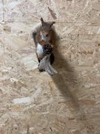 Opgezette eekhoorn, Verzamelen, Ophalen of Verzenden, Nieuw, Wild dier, Opgezet dier