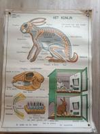 schoolplaat het konijn / insecteneters, Antiek en Kunst, Antiek | Schoolplaten, Ophalen, Natuur en Biologie