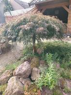 Grote Japanse Esdoorn - Zelf Uithalen!, Tuin en Terras, Planten | Bomen, Ophalen