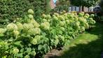 Hortensia’s in Best, Ophalen, Overige soorten, Halfschaduw