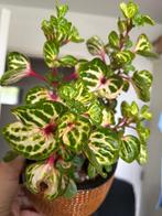 Iresine herbstii stekjes, Minder dan 100 cm, Groene kamerplant, Groenteplant, Halfschaduw