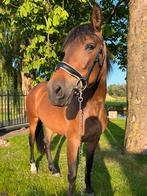 ‼️Bloedmooie cruzado merrie‼️, Dieren en Toebehoren, Merrie, Minder dan 160 cm, Zadelmak, 3 tot 6 jaar