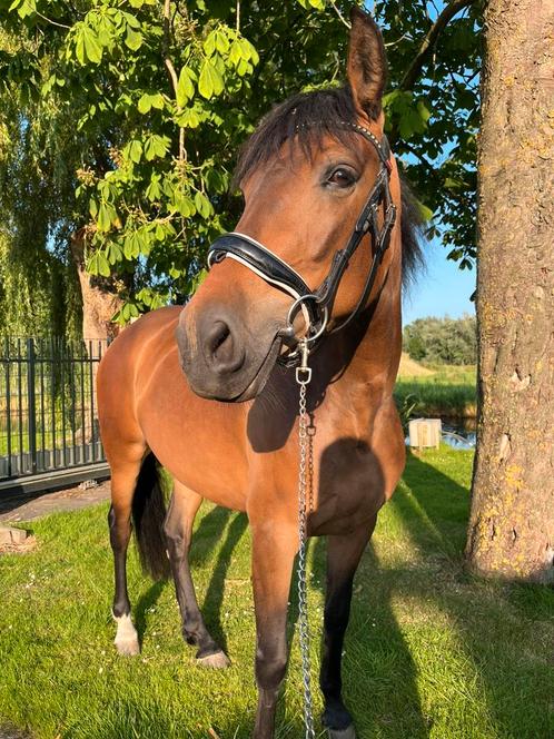 ‼️Bloedmooie cruzado merrie‼️, Dieren en Toebehoren, Paarden, Merrie, Zadelmak, Minder dan 160 cm, 3 tot 6 jaar, Recreatiepaard