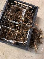 Montbretia Lucifer - Oranje Bloembollen, Ophalen, Voorjaar, Volle zon, Bloembol