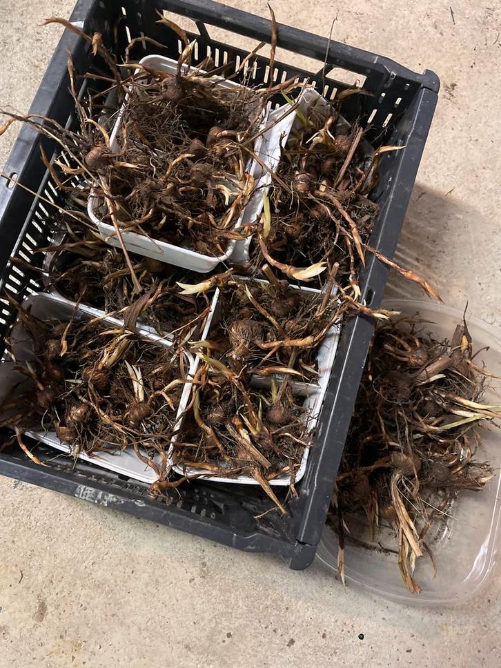 Montbretia Lucifer - Oranje Bloembollen, Tuin en Terras, Bloembollen en Zaden, Bloembol, Voorjaar, Volle zon, Ophalen