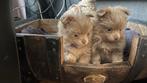 Te koop pomchi pups   nog een reutje, Overige rassen, Meerdere, Meerdere dieren, Nederland