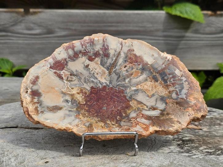 Prachtige versteend hout schijf, Verzamelen, Mineralen en Fossielen, Ophalen of Verzenden