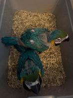 Blauwgele ara, Dieren en Toebehoren, Vogels | Parkieten en Papegaaien, Meerdere dieren, Papegaai, Geringd