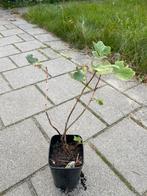 Jostabes struikje - klein maar fijn!, Tuin en Terras, Planten | Tuinplanten, Ophalen, Volle zon, Vaste plant, Fruitplanten
