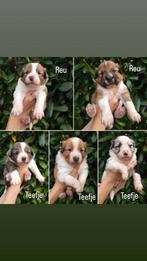 Super gave pups!, Dieren en Toebehoren, Honden | Herdershonden en Veedrijvers, 8 tot 15 weken, Collie, Meerdere, Meerdere dieren