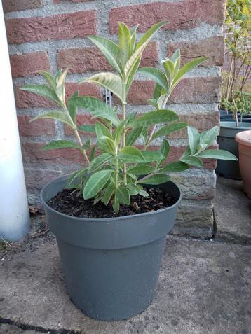 Vlinderstruik, Buddleja davidii, struik, biologisch  beschikbaar voor biedingen
