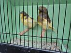 Koppel Gloster kanaries, Dieren en Toebehoren, Meerdere dieren, Postuurkanarie