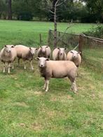 schapen, Dieren en Toebehoren, Schapen, Geiten en Varkens, Vrouwelijk, Schaap, 0 tot 2 jaar