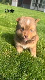 Corgi x pomeriaan x pomsky pups puppys, Dieren en Toebehoren, Overige rassen, CDV (hondenziekte), 8 tot 15 weken, Meerdere