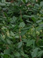 makkelijke vaste plant /bodembedekker/ klimplant Kardinaalsh, Tuin en Terras, Planten | Tuinplanten, Halfschaduw, Vaste plant